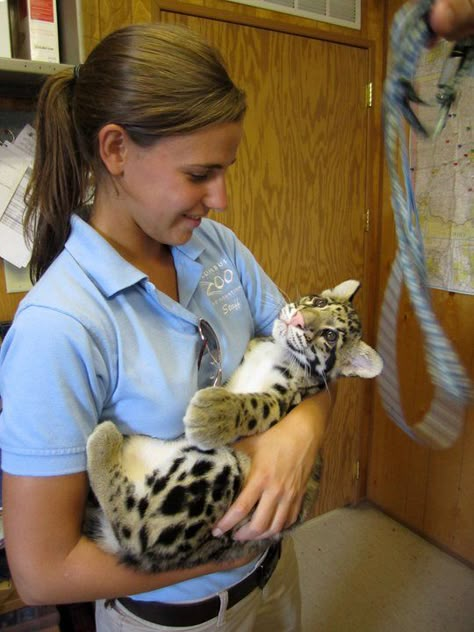 a baby clouded leopard Wildlife Biologist, Vet Medicine, Wildlife Rehabilitation, Clouded Leopard, Vet Student, Vet Med, Work With Animals, Zoology, Dream Job