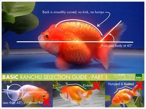 How to choose a ranchu goldfish Ranchu Gold Fish, Ranchu Fish, Goldfish Wallpaper, Comet Goldfish, Goldfish Types, Aquarium Filters, Path Landscape, Oranda Goldfish, Goldfish Aquarium