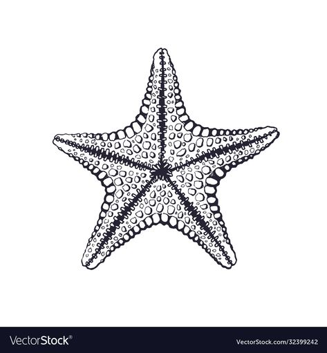 Starfish Line Drawing, Sea Star Drawing, Starfish Sketch, Sea Themed Tattoos, Ocean Animal Tattoos, Sea Animal Tattoos, Starfish Underwater, Starfish Illustration, Starfish Drawing