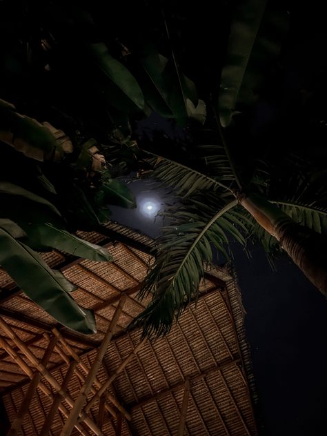 Bali villa in the night with palm trees in the moon light Bali At Night, Night Jungle, Bali Aesthetic, Jungle Aesthetic, Bali Villa, In The Moon, Moon Light, Night Aesthetic, Dark Aesthetic