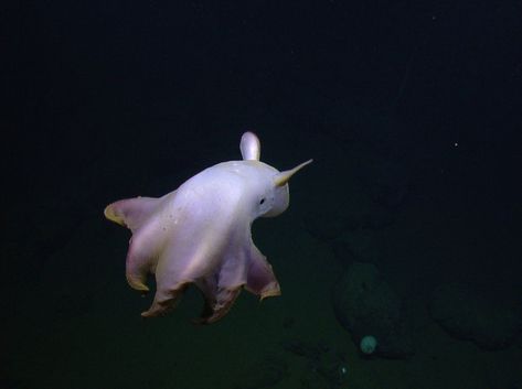 The ocean floor is littered with adorable octopuses (and actual garbage) Octopus Gif, Flapjack Octopus, Octopus Species, Dumbo Octopus, Ocean Floor, Octopus Tattoo, Pet Life, Deep Sea, The Coast