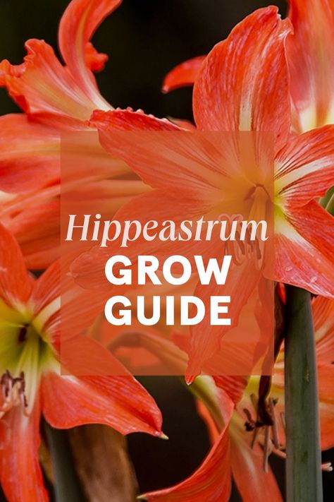 Hippeastrums produce large vibrant flowers on long stems in Summer and will make a statement and create interest in garden beds or in pots, indoors or out. Their vibrant flowers range in colour from red, pink, white, or variegated versions. Hippeastrum Flowers, Nz Garden, Gardening Inspiration, Plants Garden, Vibrant Flowers, Vibrant Flower, Garden Supplies, Growing Plants, Garden Center