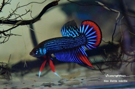 Betta imbellis thailand Beta Tank, Koi Betta, Betta Aquarium, Fish Varieties, Beta Fish, Fish For Sale, Cool Fish, Aquarium Ideas, Thai Tea