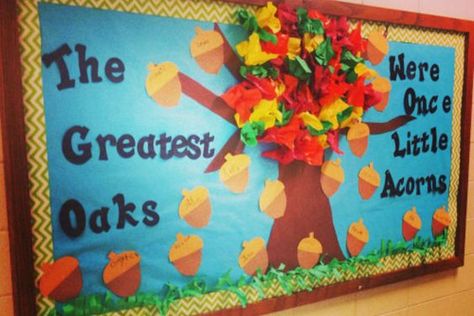 October Bulletin Board = "The Greatest Oaks Were Once Little Acorns" Beautiful Bulletin Board Ideas, Acorn Bulletin Board Ideas, Fall Bulletin Board Kindergarten, Fall Themed Bulletin Boards, Bulletin Board Tree, October Bulletin Boards, November Bulletin Boards, Door Bulletin Boards, Kindergarten Bulletin Boards