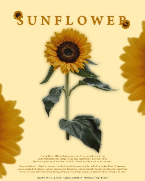 #Nature #Poster #Flower #Sunflower #Yellow #Design #Posterdesign #Vektor Instagram Poster, Flower Sunflower, Poster Flower, Nature Poster, Yellow Design, Sunflower Yellow, Annual Plants, Poster Design, Sunflower