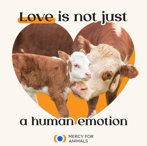 Animal Cruelty Art, Animal Rights Quotes, Mercy For Animals, Vegan Art, Vegan Quotes, Animal Liberation, Vegan Nutrition, Vegan Animals, Human Emotions