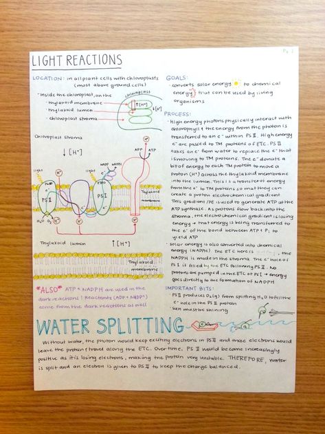 Photosynthesis & Cellular Respiration Summary Sheets hallo there! I got TON of messages asking if i could post the complete sets of my bio study sheets so here they are! First two are photosynthesis,... Photosynthesis Notes, Pharmacology Notes, Notes Layout, Anatomy Diagrams, Biochemistry Notes, Study Sheets, Biology Plants, Photosynthesis And Cellular Respiration, Aesthetic Nurse