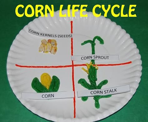 Corn Life Cycle Paper Plate Craft and Sequencing Cards for #preschool #kindergarten Corn Life Cycle, Sequencing Cards Preschool, Preschool Harvest, Life Cycles Preschool, Corn Theme, Corn Crafts, Ag In The Classroom, November Preschool, Preschool Farm