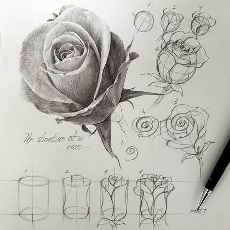 pencil sketches drawing studies Flower Perspective Drawing, Flower Perspective, Structural Drawing, Perspective Drawing Lessons, Flower Drawing Tutorials, Drawing Studies, Perspective Art, Flower Sketches, Roses Drawing