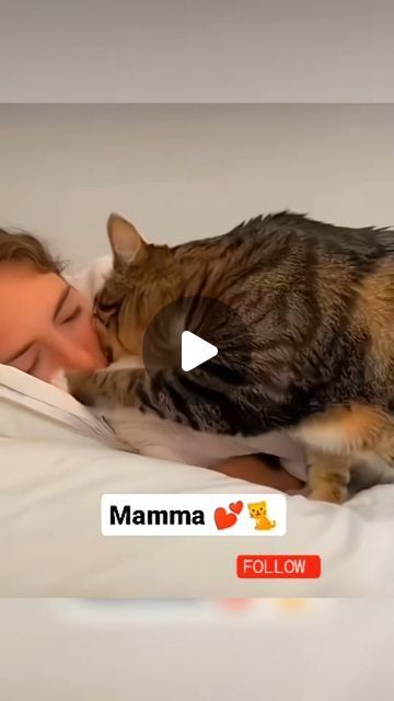 42K views · 5.9K likes | funny animals on Instagram: "#catlover #catlifestyle #catsofinstagram #cats #catsagram #fypシ #funnyvideos #viralreels" Mean Cats Funny, Cute Kittens Funny, Lazy Cat Aesthetic, Sobbing Cat, Cat Meowing Video, Cute Kittys, Cats Sleeping Funny, Funny Cats Video, Funny Cats Pictures