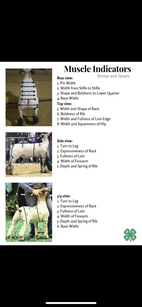 Show Lamb Pen Ideas, Livestock Judging Tips, 4h Leader, Lamb Showing, 4h Livestock, 4-h Poster Ideas, Fair Animals, Goat Showing, Animal Knowledge