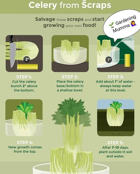 👉 Growing Celery From Scraps  👉 Gardening Step by step 👣 👣  👉 Gardening Hacks  🐦🐦🐦🐦🐦🐦🐦🐦🐦 🌳🌳🌳🌳🌳🌳🌳🌳🌳  🐦🐦🐦🐦🐦🐦🐦🐦🐦 🌱🌱🌱🌱🌱🌱🌱🌱🌱  🌳 🌳 🌳🌳 🌳 🌳🌳 🌳   #GardeningMumma #GardeningIndia #HomeGardening #Gardeningideasathome #GardeningTipsAndIdeas #GardeningGroup #GardeningToolsforsale #PlantingIdeasathome #PlantingHacks #PlantingTrees #PlantingVegetablesathome #GardeningTips #PlantingTips #GardeningAustralia  #Howtogrowplants #NishantChandravanshi #Celery Growing From Scraps, Regrow Vegetables From Scraps, How To Grow Celery, Grow Celery, Growing Celery, Plantarea Legumelor, Regrow Vegetables, Vegetable Scraps, Gardening Hacks