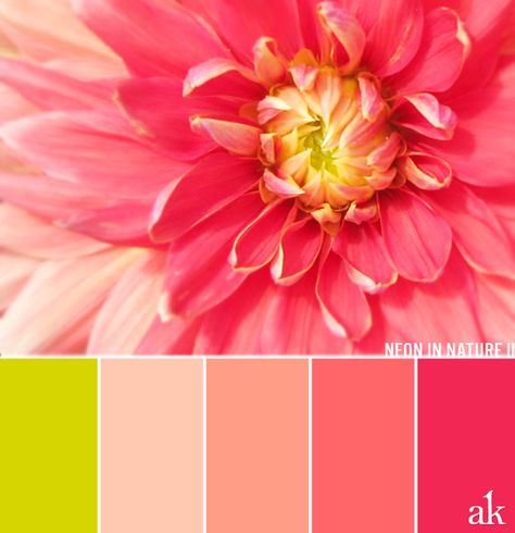 a dahlia-inspired color palette // chartreuse, peach, coral, neon pink Simon Color Palette, Peach Pink Color Combination, Pink Pallet, Pallet Inspiration, Coral Colour Palette, Chartreuse Color, Gold Color Palettes, Color Schemes Colour Palettes, Design Seeds