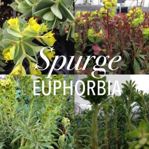 Spurge -Euphorbia Spurge Plant, Low Water Garden, Garden Border Plants, Low Water Gardening, Garden Border, Photo Focus, Border Plants, The Bug, Plant Identification