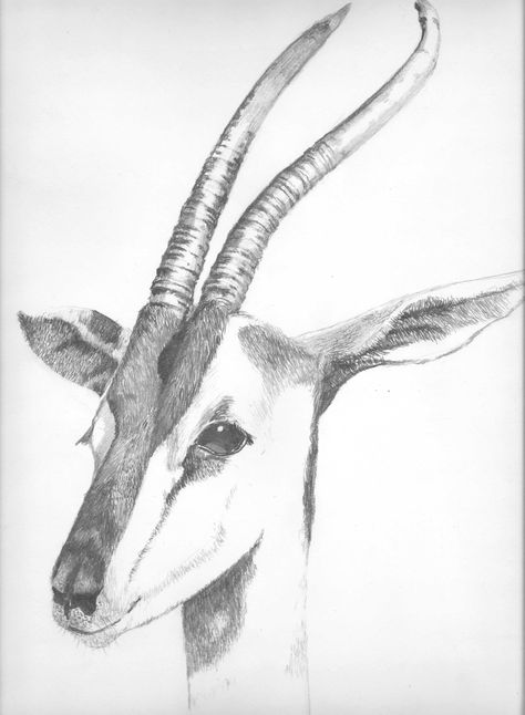 Pencil drawing of a Gazelle I photographed At the San Diego Zoo. Gazelle Sketch, African Animal Drawings, Gazelle Drawing, Gazelle Tattoo, Gazelle Animal, Pencil Sketches Of Animals, Sa Art, Hatch Drawing, Realistic Animal Drawings