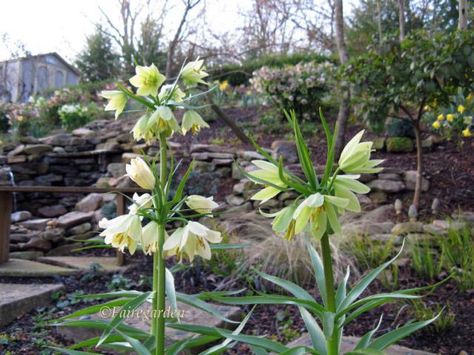 Fritillaria Raddeana, Sedum Spectabile, Crown Imperial, The Mind's Eye, Mind's Eye, Into The Future, In November, In The Garden, The Garden