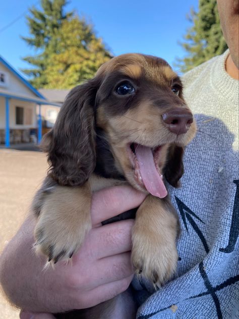 Mini | LongHair | Dachshund | Puppy | Dog | Weiner Dog | Dachshund | Doxie Daucshund Puppy, Brown Dashound, Mini Duchound, Fluffy Wiener Dog, Mini Daushaund, Mini Longhaired Dachshund, Mini Dachshund Full Grown, Fluffy Weiner Dog, Mini Daschund Puppy