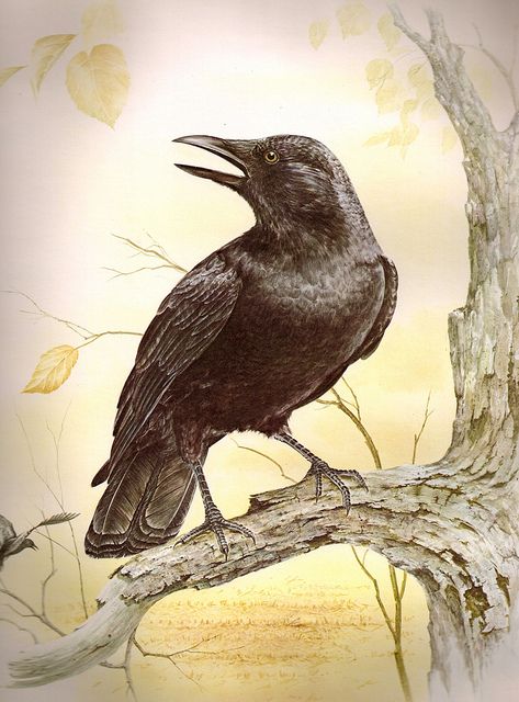 crows Common Crow, Crow Pictures, Crow And Raven, As The Crow Flies, Crow Books, Vintage Bird Illustration, American Crow, Raven Bird, Quoth The Raven