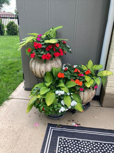 I have never put hostas in a pot before, but had extra so here is the result with impatiens. By Gail Carter, vF 6-12-22 Hostas In Pots, Planted Containers, Exterior Refresh, Gardening Containers, Small Front Yard Landscaping, Container Ideas, Small Front Yard, Outdoor Paradise, Gardening Flowers