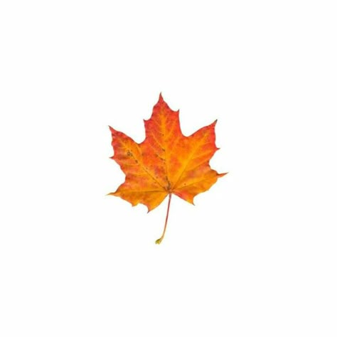 Autumn Png Icons, Orange Carrd Png, Orange Png Icon, Fall Aesthetic Icons For Apps, Fall Aesthetic Icons, Aesthetic Icons For Apps, Homescreen Icons, Orange Png, Fall Icons