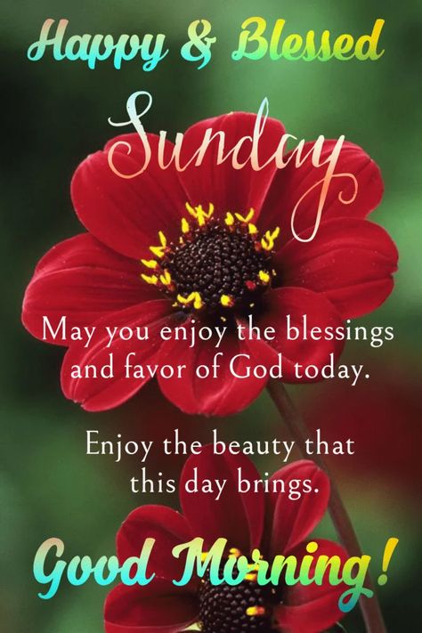 Happy Sunday | Good Morning Sunday - wishes1234.com Good Morning Blessed Sunday, Happy Blessed Sunday, Blessed Sunday Quotes, Blessed Sunday Morning, Happy Sunday Images, Good Morning Sunday Images, Happy Sunday Morning, Sunday Morning Quotes, Sunday Greetings