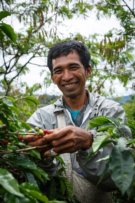 Although I am working as temporary worker now, I will save money little by little so that in the near future, I can have my own coffee garden. I will sell my land if I have to. There is so much hope in coffee. Coffee farmers here have a better life. I really hope to be like them someday.” - Misno (Coffee-Worker, Koperasi Koptan Gayo Megah Berseri Co-Op, Indonesia) Coffee Farm Photography, Coffee Prints, Coffee Farmers, Psalm 72, Coffee Plants, Bahay Kubo, My Land, Tea Farm, Coffee Roastery