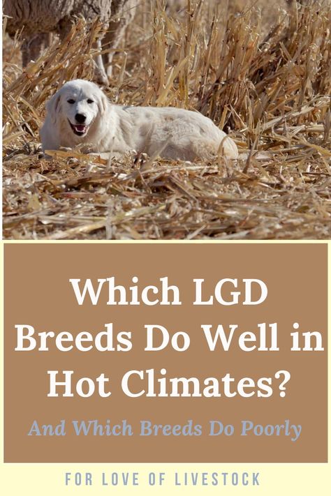 There's no questioning it: some livestock guardian dogs really struggle in the heat. Some breeds do perfectly well in dry heat, but can't handle the combination of heat and humidity. Learn which breeds tolerate the heat well, and which breeds don't. #akbash #anatolianshepherd #maremma #livestockguardiandog  #kangal #greatpyrenees #tibetanmastiff Livestock Guardian Dog Breeds, Guard Dog Breeds, Guardian Dog, Raising Farm Animals, Livestock Guardian Dog, Livestock Guardian, Great Pyrenees Dog, Anatolian Shepherd, Tibetan Mastiff