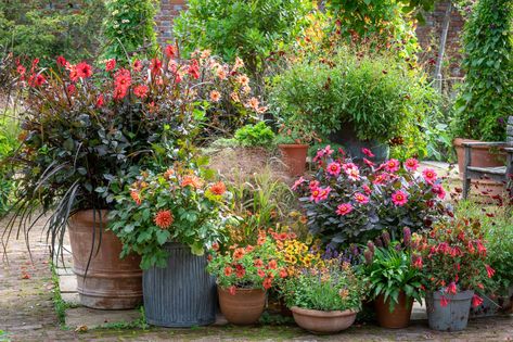 Top tips from Sarah Raven on getting the most from your containers and pots - National Garden Scheme Cottage Garden Patio, Large Garden Pots, Summer Planter, Sarah Raven, Gardens Of The World, Small Terrace, Garden Courtyard, Large Garden, Garden Containers