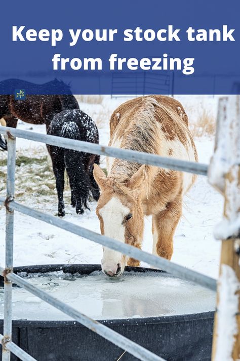 Horse Water Trough Winter, Keeping Water Troughs From Freezing, How To Keep Water Troughs From Freezing, Salt Water Jugs For Horse Trough, Winter Farm Hacks, Cow Trough, Horse Water Trough, Livestock Water Trough, Freezing Milk