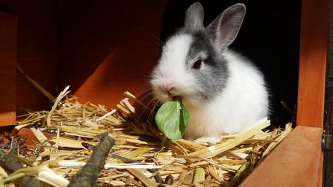 Rabbit Pellets, Cage Hamster, Rabbit Diet, Rabbit Bedding, Raising Rabbits, Rabbit Breeds, Indoor Rabbit, Rabbit Eating, Rabbit Care