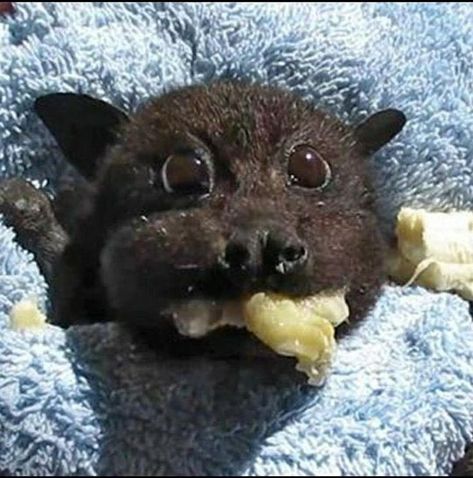 Bat Eating Banana, Bat Eating, Eating Banana, Bat Animal, Baby Bats, Fruit Bat, Cute Bat, Pretty Animals, Cute Animals Images