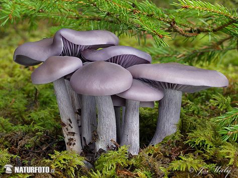 Blewit Mushroom, Wood Blewit, Mushroom Reference, Pretty Mushrooms, Mushroom Photography, Types Of Forests, Edible Fungi, Mushroom Images, Mushroom Growing