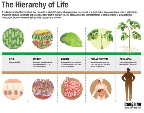 The Hierarchy of Life Levels Of Organization Biology, Animal Cell Anatomy, Biology Interactive Notebook, Levels Of Organization, Biology Jokes, Anaerobic Respiration, Factoring Polynomials, Plant And Animal Cells, Plant Activities