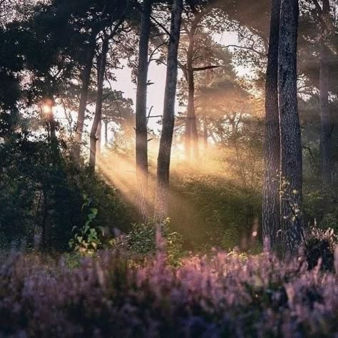 In The Forest, The Forest, The Sun, Cottage, Trees, Forest, Sun, Tumblr, Purple