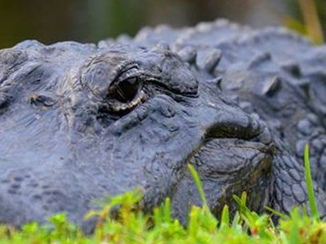 11 places to see alligators in Southwest Florida Alligator Photography, Crocodile Facts, Gatorland Orlando, Reptile Decor, Kakadu National Park, American Alligator, Kissimmee Florida, Florida Photography, Wildlife Photos