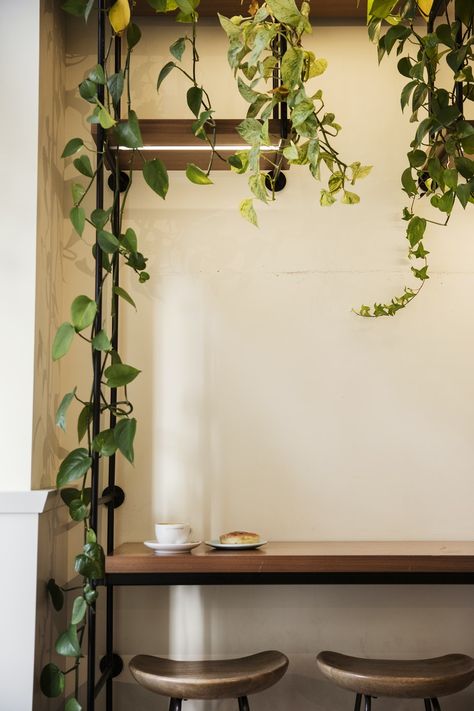 green plant on brown wooden table photo – Free Plant Image on Unsplash Cafe Design Ideas, Luxury Futuristic, Premium Interior Design, Futuristic Interior Design, Calgary Canada, Moss Wall Art, Futuristic Interior, Moss Art, Plant Images