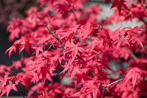 Acer palmatum 'Fireglow' (Japanese Maple) Plants For Sun, Coral Bark Maple, Accent Plants, Flowering Cherry Tree, Waterwise Garden, Fragrant Garden, Japanese Maples, Japanese Maple Tree, Planting Shrubs