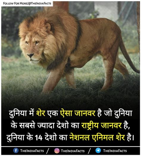 Google Facts, Lion Facts, Youtube Facts, Psychological Facts Interesting, Interesting Facts In Hindi, Fun Facts About Life, Mehndi Designs For Kids, Study Flashcards, Amazing Funny Facts