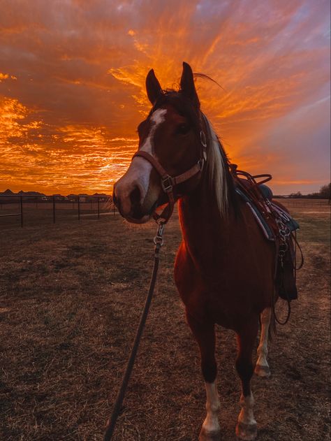 Horseback Riding Outfit Western, Western Horse Riding Aesthetic, Ranch Sunset, Western Horse Riding, Horse Riding Aesthetic, Funny Horse Pictures, Horseback Riding Outfits, Cowgirl Pictures, Cute Horse Pictures