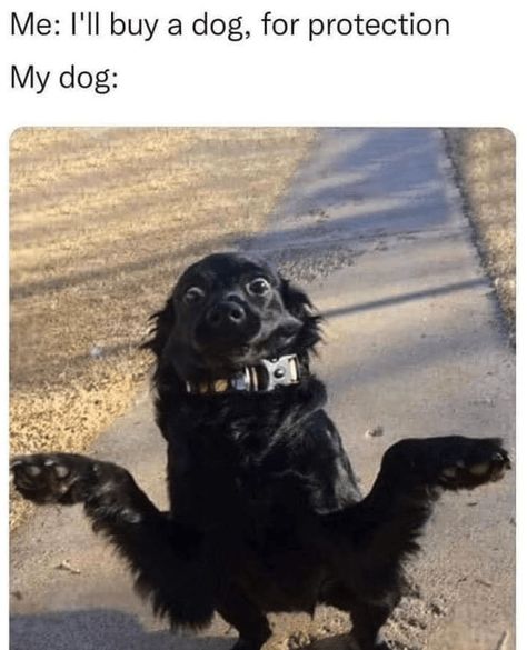 Dog Snapchats, Very Cute Dogs, Funny Dog Memes, Funny Dog Pictures, Funny Animal Jokes, Silly Animals, Dog Obedience, Dog Training Obedience, Funny Animal Memes