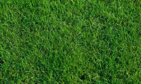 Does Sand Help Bermuda Grass Grow? (The Best Sand) Grass Garden Design, Bermuda Sod, Zoysia Grass, Grass Garden, Bermuda Grass, Types Of Grass, Grass Type, Lush Lawn, Healthy Lawn