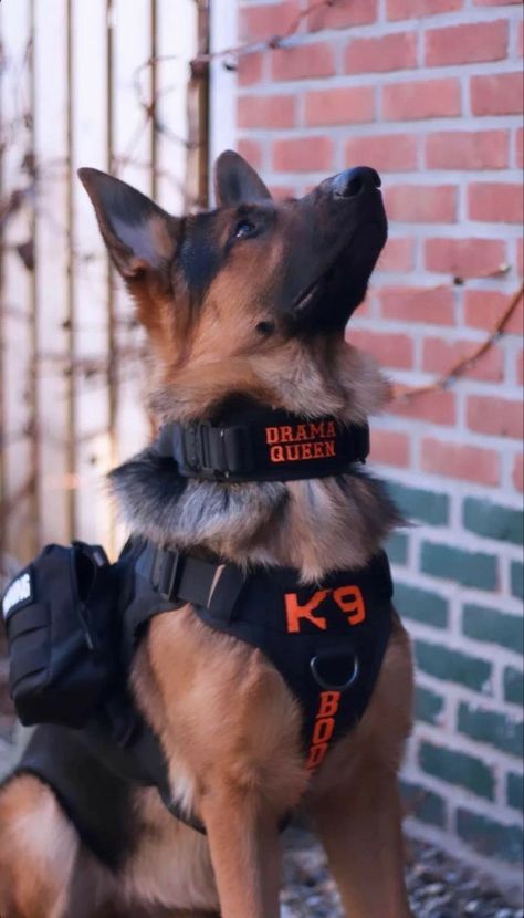 Police German Shepherd, German Shepherd Police Dogs, German Shepherd K9, Tactical Dog Gear, German Shepherd Police, K9 Police Dogs, Herding Dogs Breeds, K9 Police, Dog Soldiers