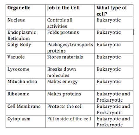 Image Result For Cell Organelles And Their Functions Chart Organelles And Their Functions, Bio Project, Biochemistry Notes, Classroom Job, Learn Biology, Cells Worksheet, Biology Revision, Cell Organelles, School Biology