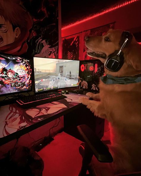 Pc Gamer, Lucca, Games To Play, Persona, Video Games, Lifestyle, Collage, Memes, Dogs