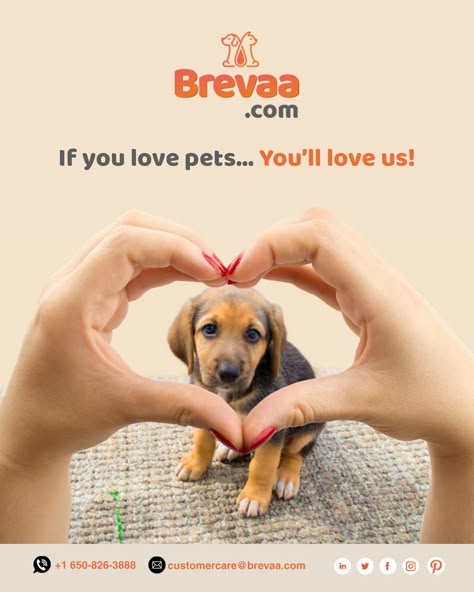 The Home For Pets. #OnlyInBrevaa #BrevaaPetFood #Pets #Cats #Dogs #NaturayllyBalancedPetNutrition #DogLovers #CatLovers #HealthyPetFood #PetFood #ShopNow #FollowAndLikeUsForMoreUpdates Pets Creative Ads, Eyewear Photography, Pet Cafe, Pet Branding, Pet Market, Dog Animation, Ads Creative Advertising Ideas, International Cat Day, Dog Salon