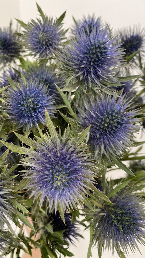 Color: Thistle Blue eryngo Thistle Color Aesthetic, Blue Thistle Flower Arrangements, Blue Thistle Flower, Blue Thistle Buttonhole, Thistle Blue, Blue Globe Thistle, Purple Thistle, Flower Calendar, Bell Flowers