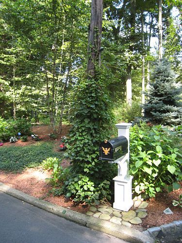 Hide electrical pole hydrangea Landscaping Around Telephone Pole, Pretty Mailbox, Fair Garden, Cabin Landscape, Reno House, Studio Renovation, Electric Pole, Mailbox Landscaping, Telephone Pole