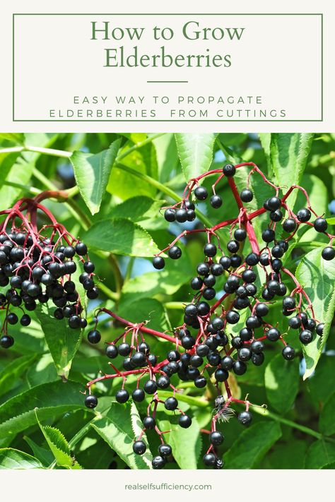 Growing elderberries from cuttings is really easy! A few cuttings, DIY rooting hormone, potting medium, Growing Elderberries, Fruit Tree Planting, Elderberry Cuttings, Elderberry Tree, Childrens Garden, Elderberry Bush, Large Garden Pots, Flowering Bushes, Eco Garden