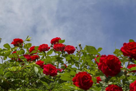 Photo about Red roses bush with blue sky background. Image of freshness, flower, background - 71232715 Roses Bush, Blue Sky Background, Sky Background, Flower Background, Red Roses, Blue Sky, Roses, Stock Images, Stock Photos