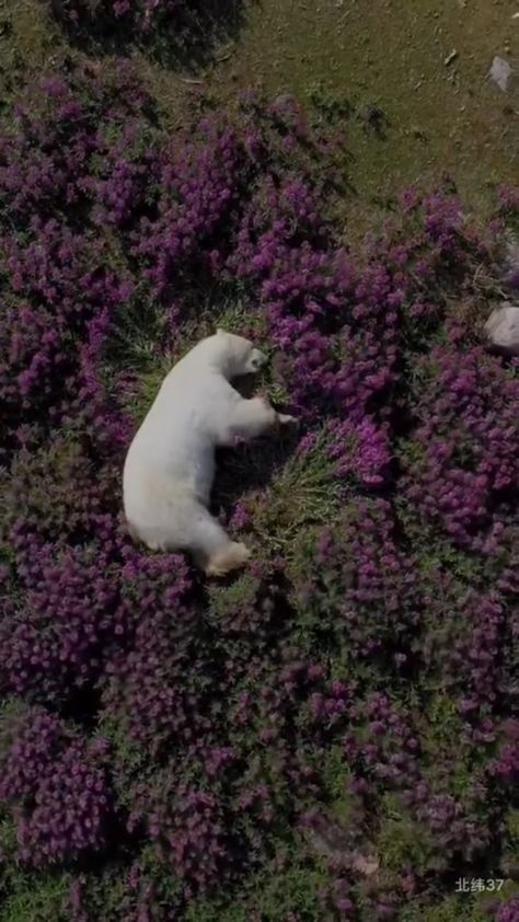 Zoo, Polar bear, Cute polar bear, Polar bear in zoo, Polar bear in action, Polar bear video Polar Bear Video, Bear Video, Animals That Hibernate, Anne Morrow Lindbergh, Give Yourself Permission, Animal Medicine, Bear Cute, Cute Polar Bear, Explore Canada